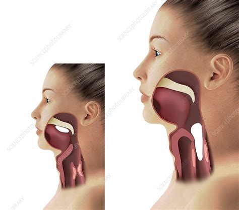 anatomy of deep throat